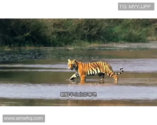 坎培拉奥林匹克与古玛老虎比赛结果分析及精彩瞬间回顾